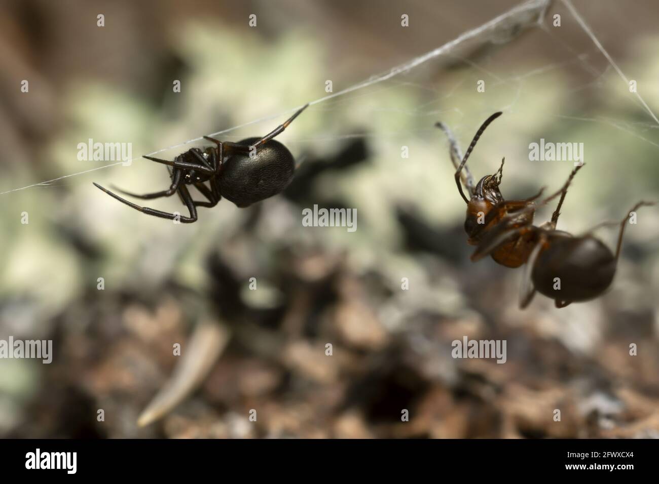 Primer plano de una araña enredada, Theridiidae con hormiga de madera capturada Foto de stock