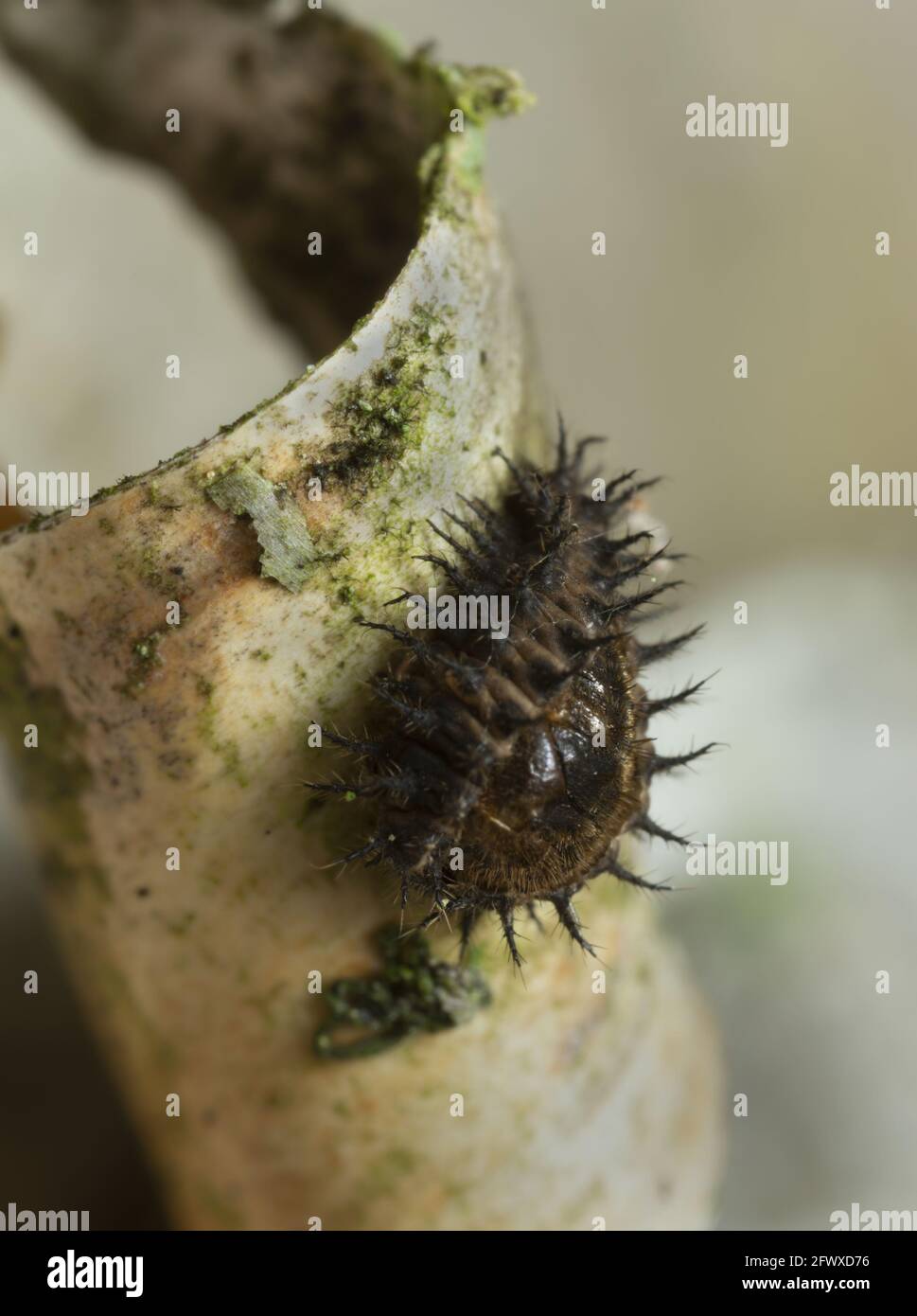 Mariquita de punto renal, Chilocorus renipustulatus pupa en corteza de abedul Foto de stock