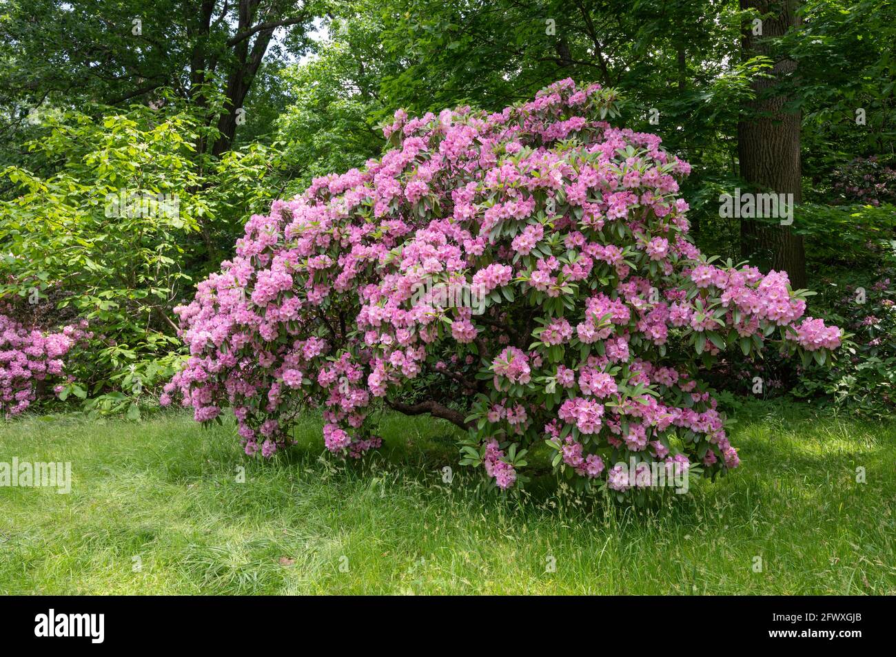 Rhododendron 'Westbury' Foto de stock