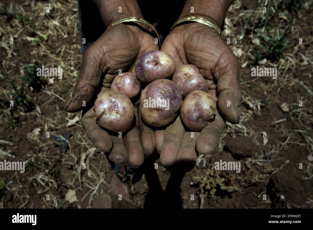 Una mujer que muestra las papas recolectadas en sus tierras de labranza durante la estación seca en la aldea de Fatumnasi, Timor Central del Sur, Nusa Tenggara Oriental, Indonesia. Los agricultores a menudo cultivan las tierras más vulnerables a la sequía y a los fenómenos meteorológicos anómalos, según una evaluación científica de 2021 centrada en el riesgo climático, publicada por el Grupo del Banco Mundial y el Banco Asiático de Desarrollo. Además, los agricultores y comunidades más pobres son los que menos pueden permitirse el almacenamiento local de agua, infraestructura de riego y tecnologías para la adaptación al cambio climático, se lee en el informe. Foto de stock