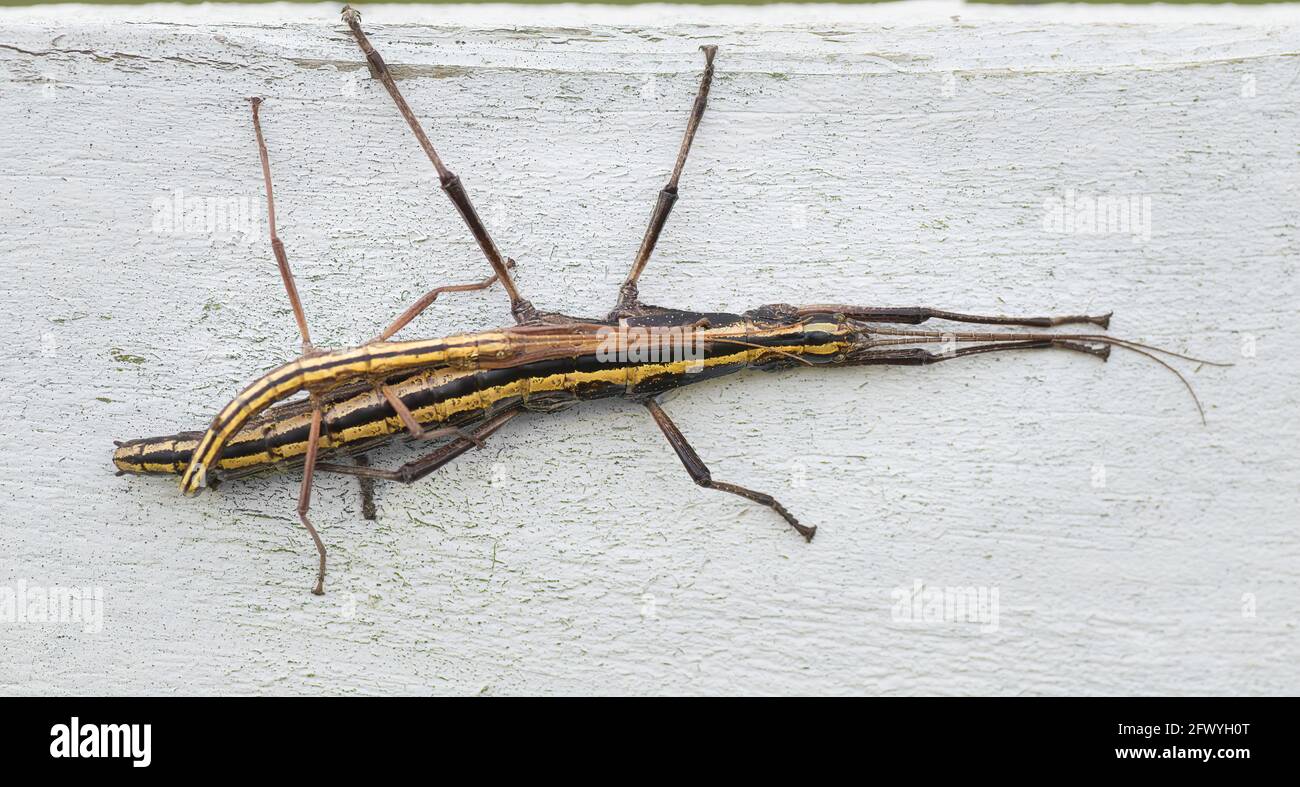 Walking stick bug fotografías e imágenes de alta resolución - Alamy