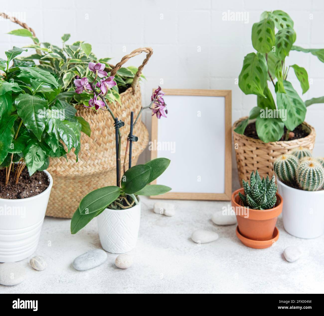 Habitación llena de un montón de plantas modernas, jardín con marco de póster falso. Foto de stock