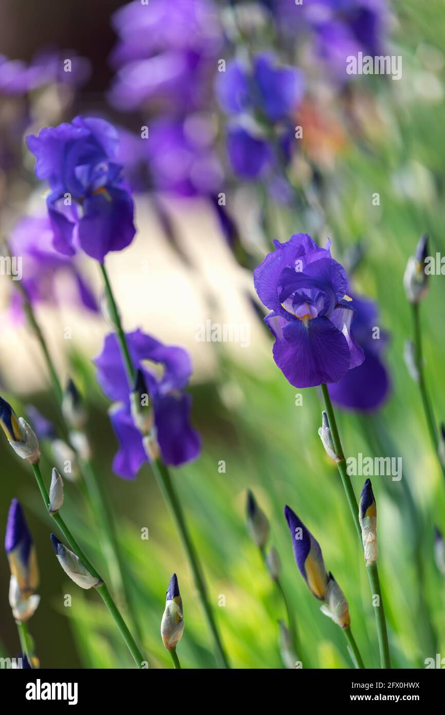 Flores de iris azul en el jardín de primavera (Enfoque en un brote en flor) Foto vertical Foto de stock
