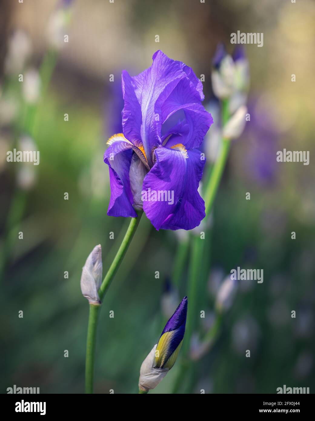 Hermoso brote de flor de flor lila (foco en la flor, fondo bokeh) Foto vertical Foto de stock