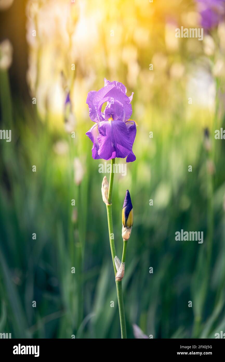 Flor de iris púrpura en los rayos del sol de primavera (foco suave, bokeh) Foto de stock