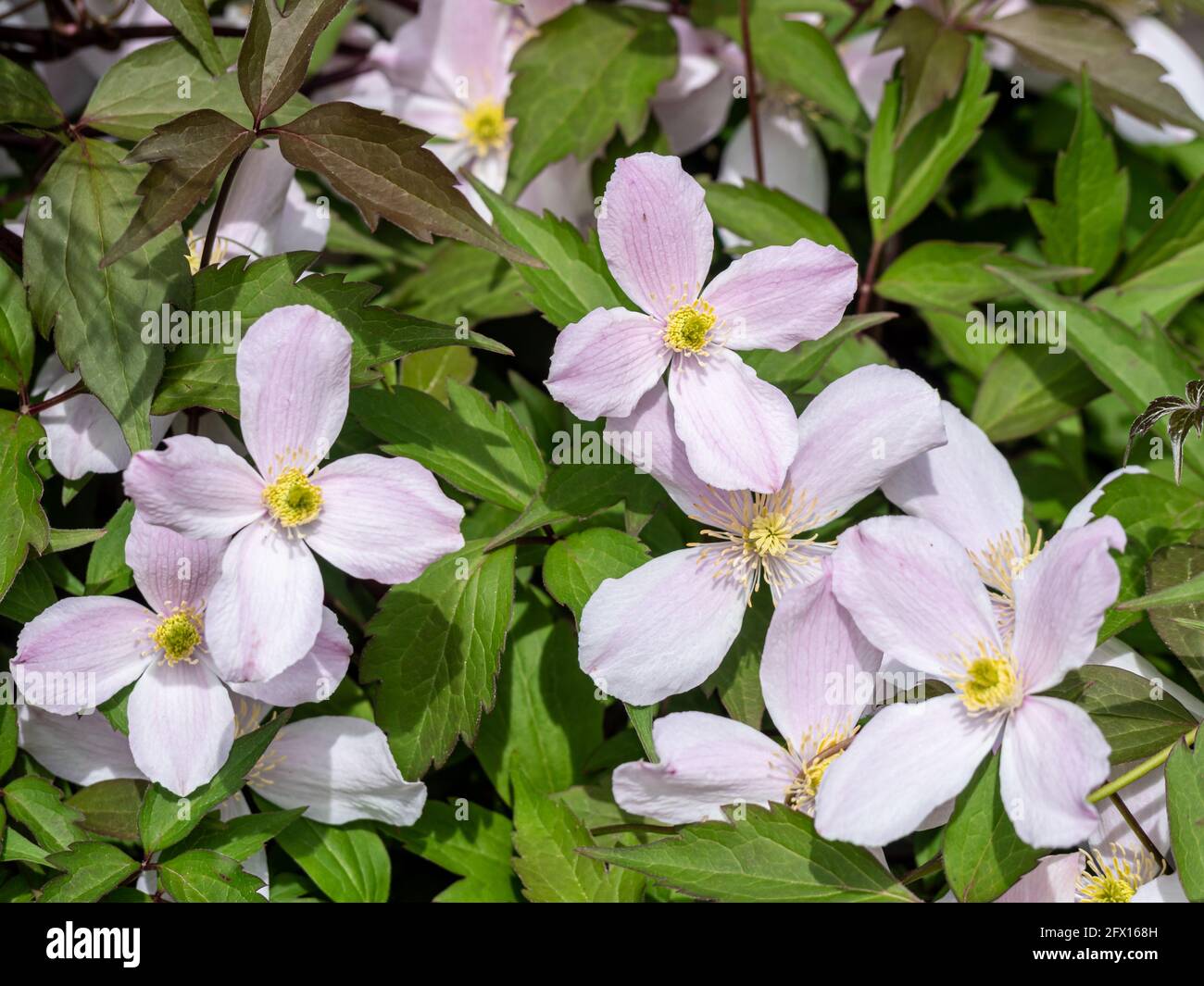 Clematis montana, flores en primavera Foto de stock