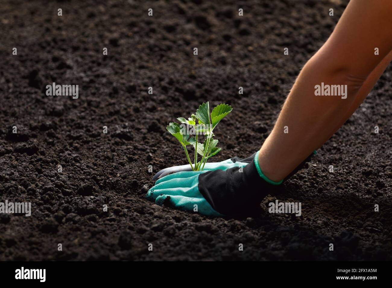 Mujer Jardinera Manos En Guantes De Jardinería Plantar Brotes En El Huerto.  Concepto De Trabajo De Jardín De Primavera Imagen de archivo - Imagen de  tierra, agricultura: 211014813