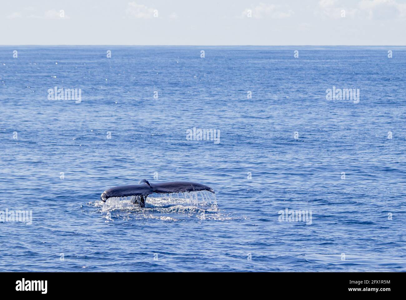 ballena jorobada fluke, durante la excursión de avistamiento de ballenas en las islas Azores. Portugal. Foto de stock