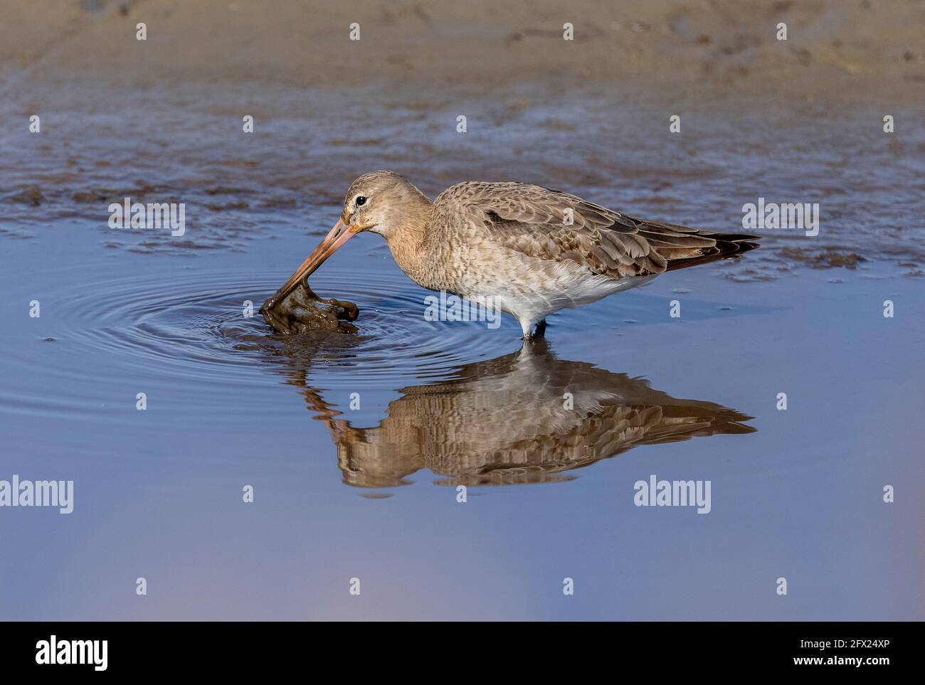 El godwit de cola negra, Limosa limosa, a principios del plumaje primaveral, antes de la migración hacia el norte. Foto de stock