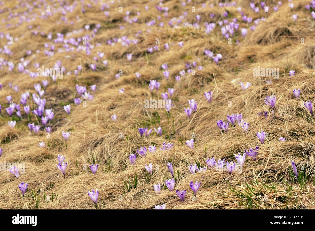 Primavera Despertar, Flores de Crocuses en las montañas de Rumania en primavera Foto de stock