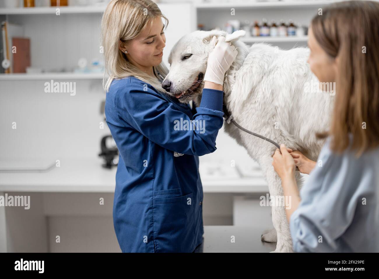 Feliz veterinario hembra abraza al paciente perro blanco grande de pie en la mesa de examen después de la inspección. Visita al médico. Cuidado y revisión de mascotas. Primer plano. Foto de stock