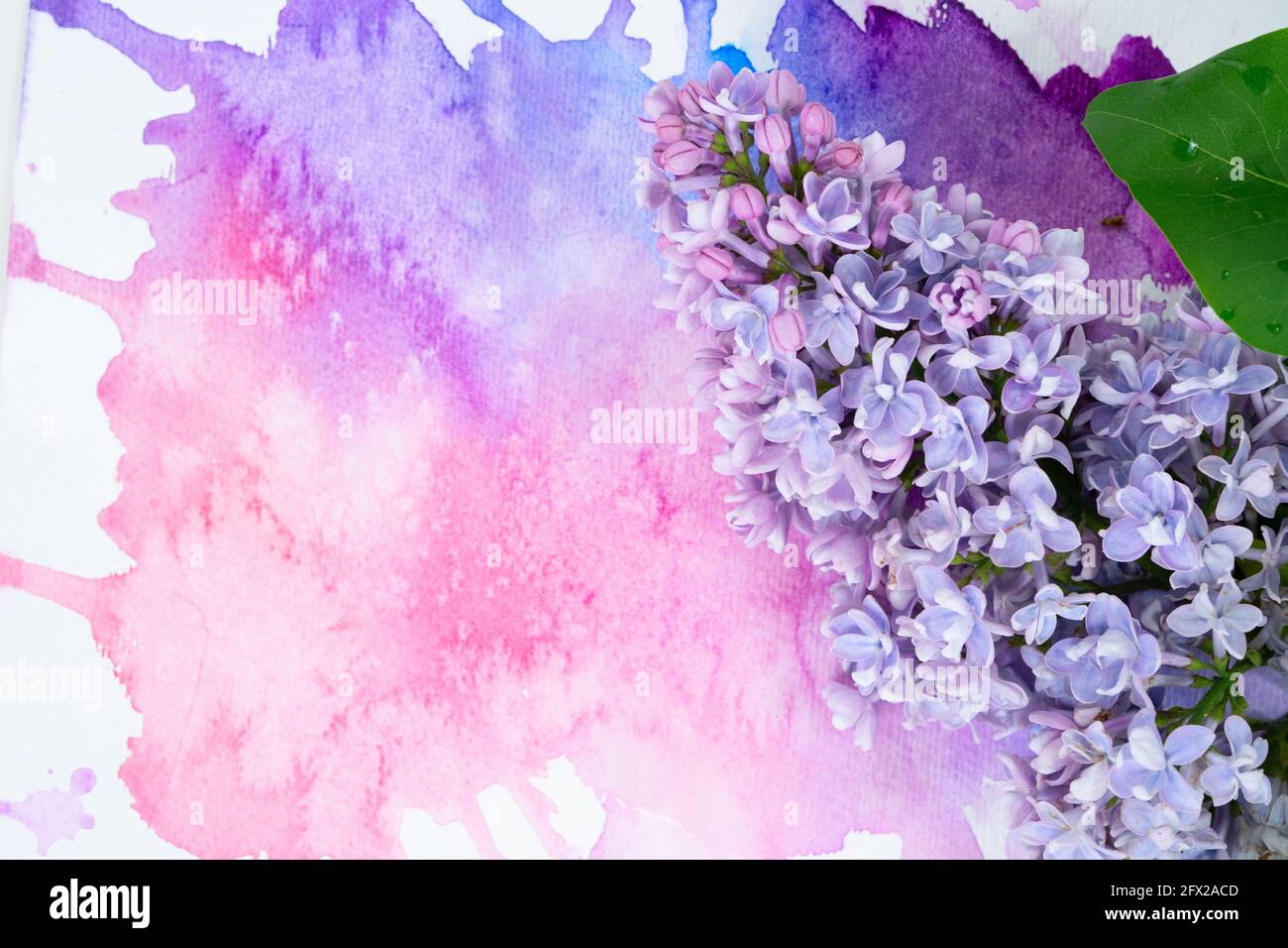 Flores lilas sobre fondo acuarela Fotografía de stock - Alamy