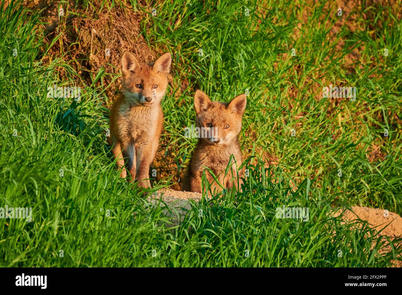 Zorro rojo (Vulpes vulpes), dos cachorros de zorro delante de su den, Heinsberg, Renania del Norte-Westfalia, Alemania Foto de stock