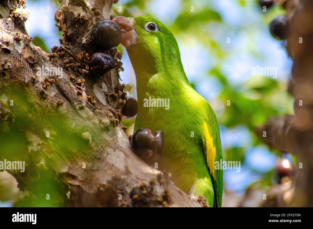 Fotos gratis : loro, naturaleza, Sentado, selva, pájaro, vertebrado,  perico, pico, periquito, Perico, pluma, ojo, adaptación, organismo,  Lorikeet, guacamayo, ala, fauna silvestre, planta, garra, cola 2905x4000 -  Lizarbe - 1605728 - Imagenes gratis - PxHere