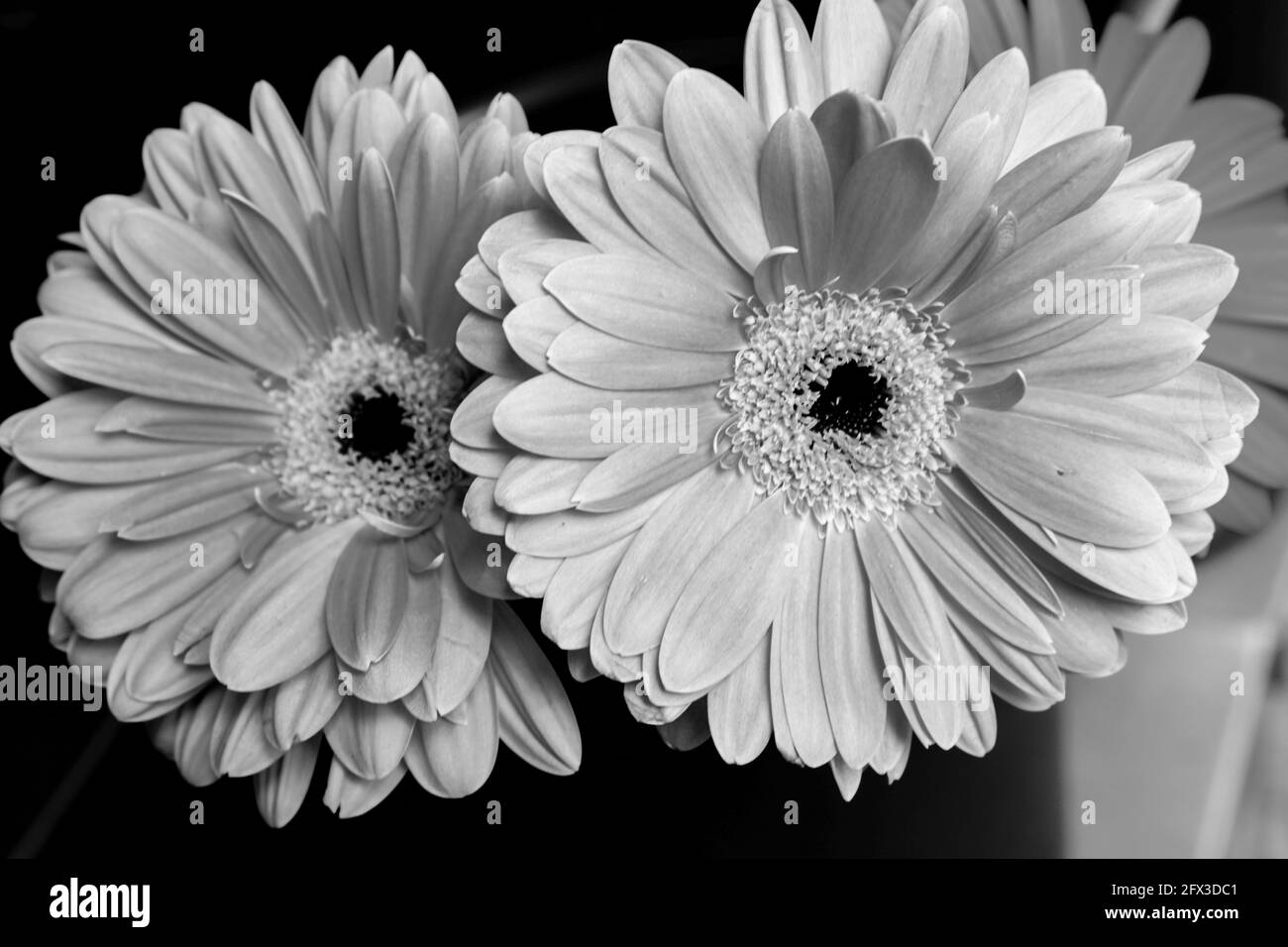 Imágenes artísticas en blanco y negro de Roses, Gerber Daisies, ramos y  racimos de Thistle en la ciudad de Nueva York, jueves, 9 de mayo de 2019.  Foto de Jennifer Graylock-Graylock.com 917-519-7666