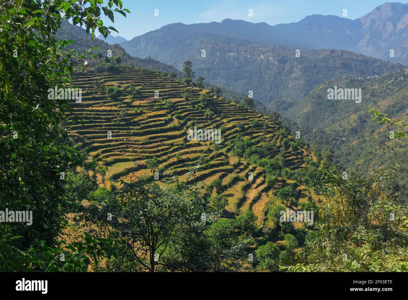 Terraza de agricultura de gran altitud archivada de Garhwal Himalaya, Uttaranchal, India Foto de stock