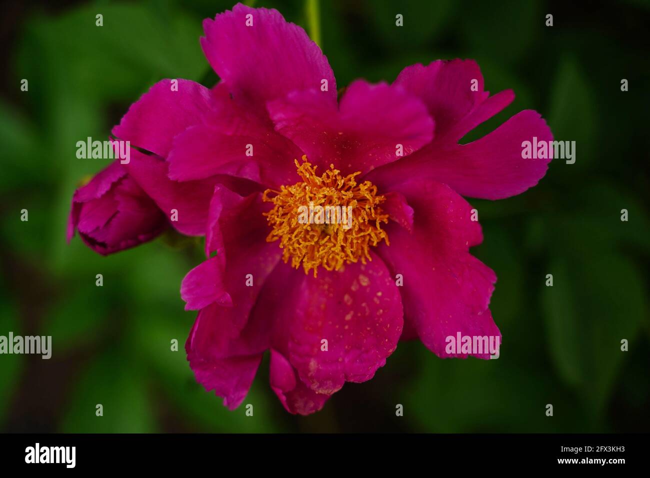 Rosa Peony flor de cerca, enfoque selectivo Foto de stock