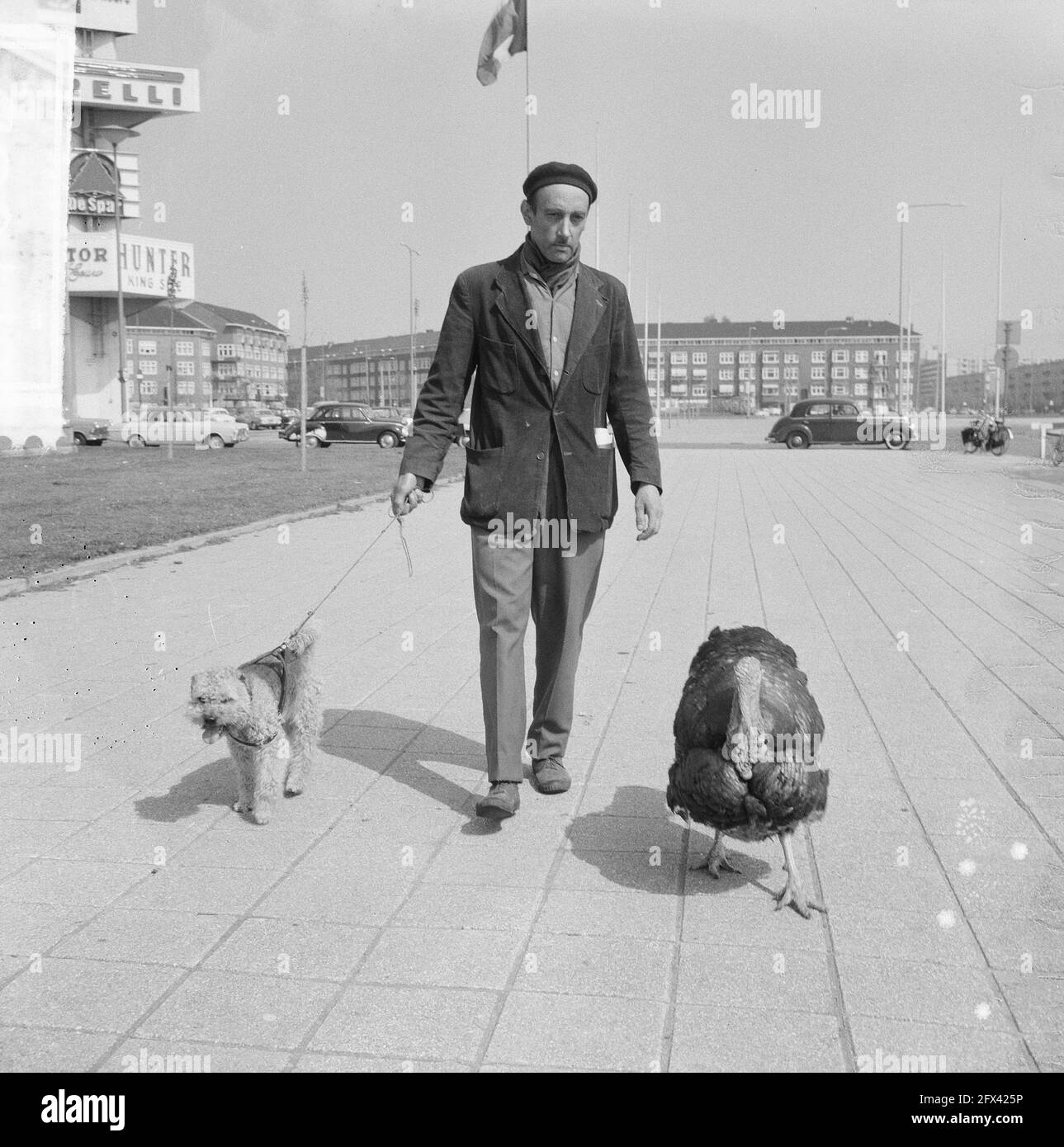 Sr. Voitus con el perro y turquía en la calle, 13 de mayo de 1965,  animales, perros, Pavos, hombres, Países Bajos, agencia de prensa del siglo  20th foto, noticias para recordar, documental,