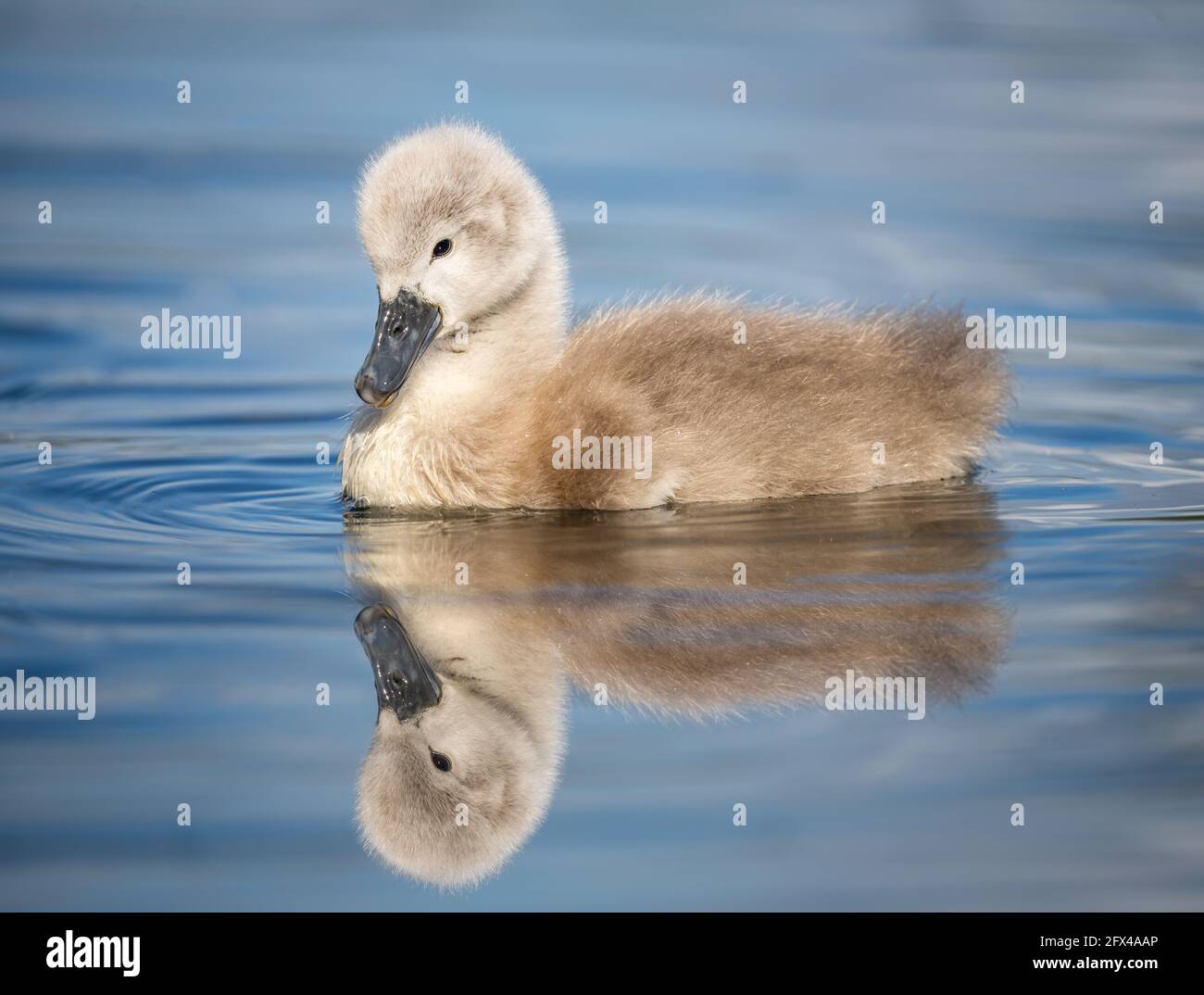 Cisne mudo y polluelos fotografías e imágenes de alta resolución Alamy