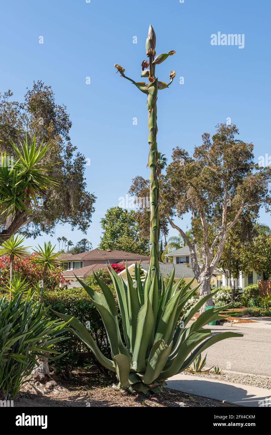 Goleta, CA, EE.UU. - 19 de mayo de 2021: Cactus Aloe Vera gigante  floreciendo en su polo de planta alcanzando la altura de los árboles y  casas bajo el cielo azul. Marrón