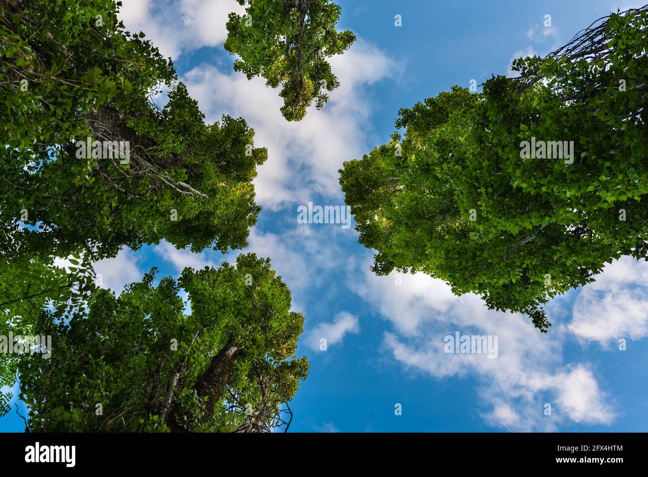 Mira a través de las copas de los árboles hacia el cielo azul con nubes Foto de stock