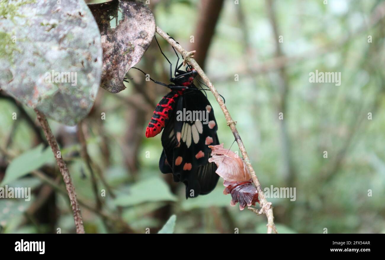 Primer plano de una mariposa recién nacida Ceilán encaramada una rama cerca del su capullo Foto de stock