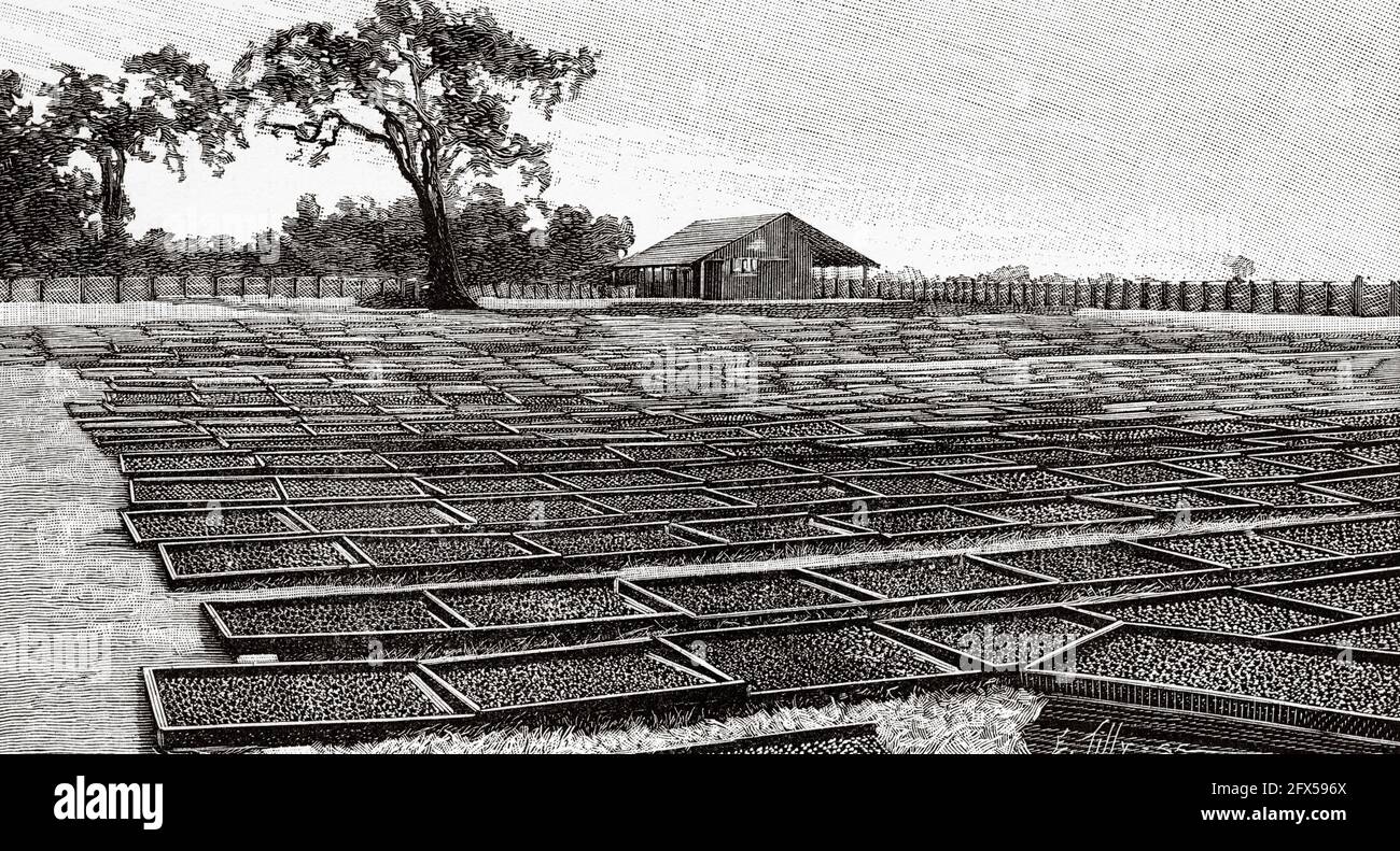 Fruta que crece en California, secando albaricoques. EE.UU. Antigua ilustración del siglo 19th grabada de La Nature 1893 Foto de stock