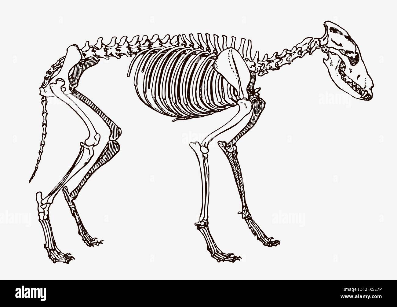 Esqueleto de lobo, canis lupus en vista de perfil, después de grabado  antiguo del siglo 19th Imagen Vector de stock - Alamy