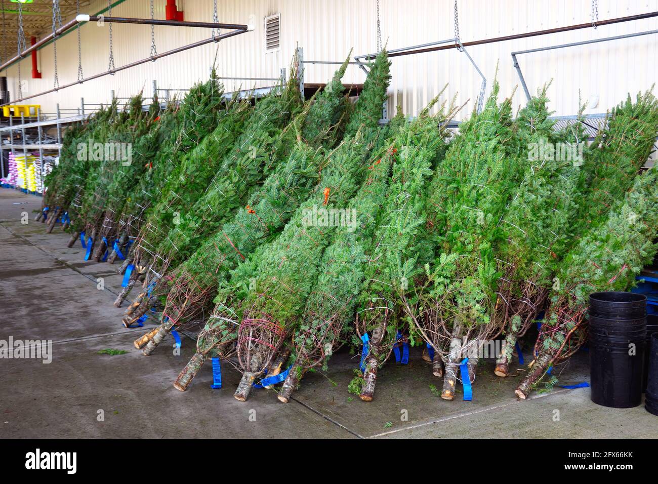 Los árboles de Navidad para la venta atados y apilados fuera de una tienda al por menor en Pitt Meadows, B. C., Canadá. Foto de stock