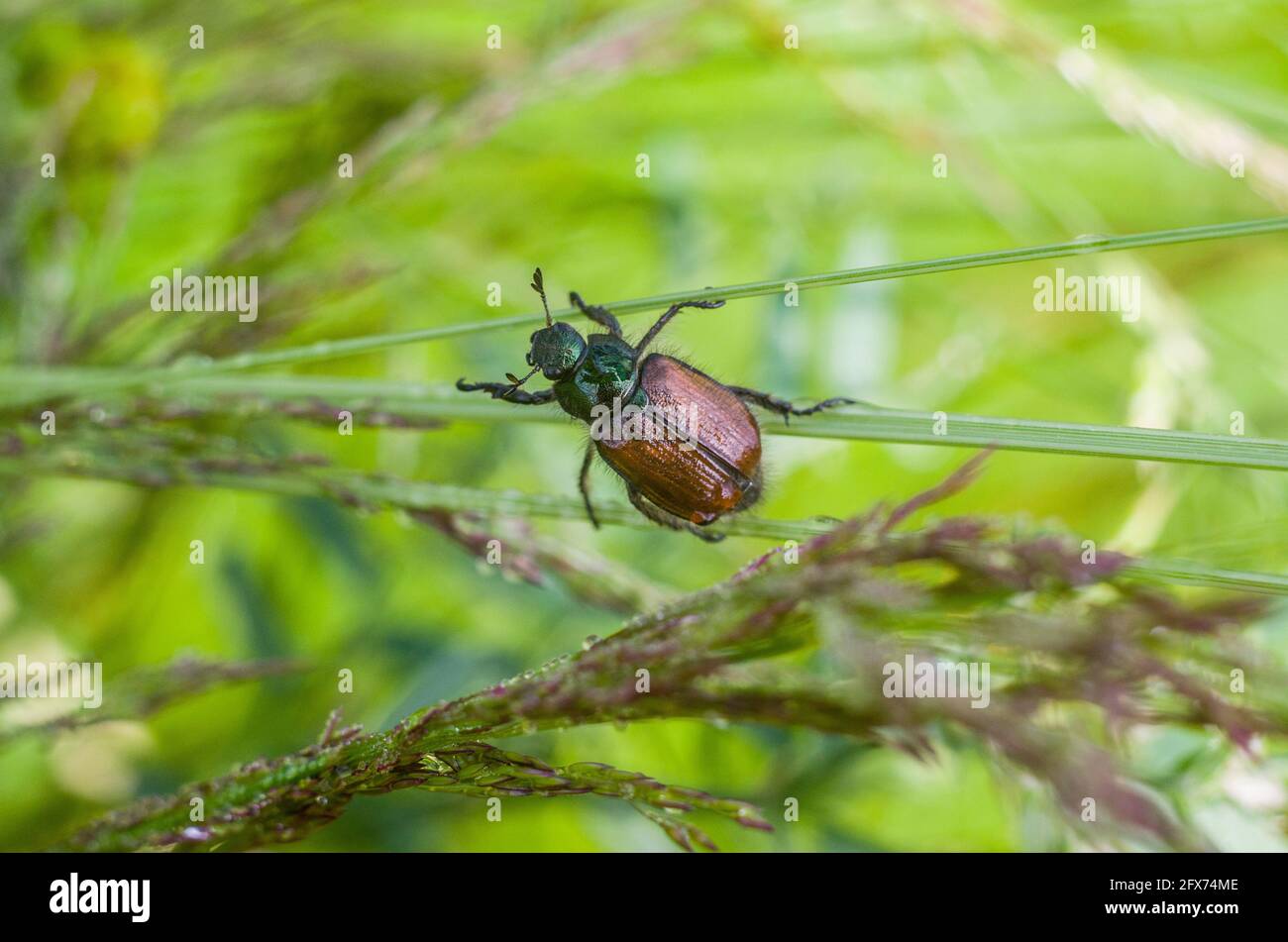 Un bicho brillante. Macro disparo que representa un escarabajo marrón en una hoja verde. Flora y fauna de los Cárpatos Foto de stock