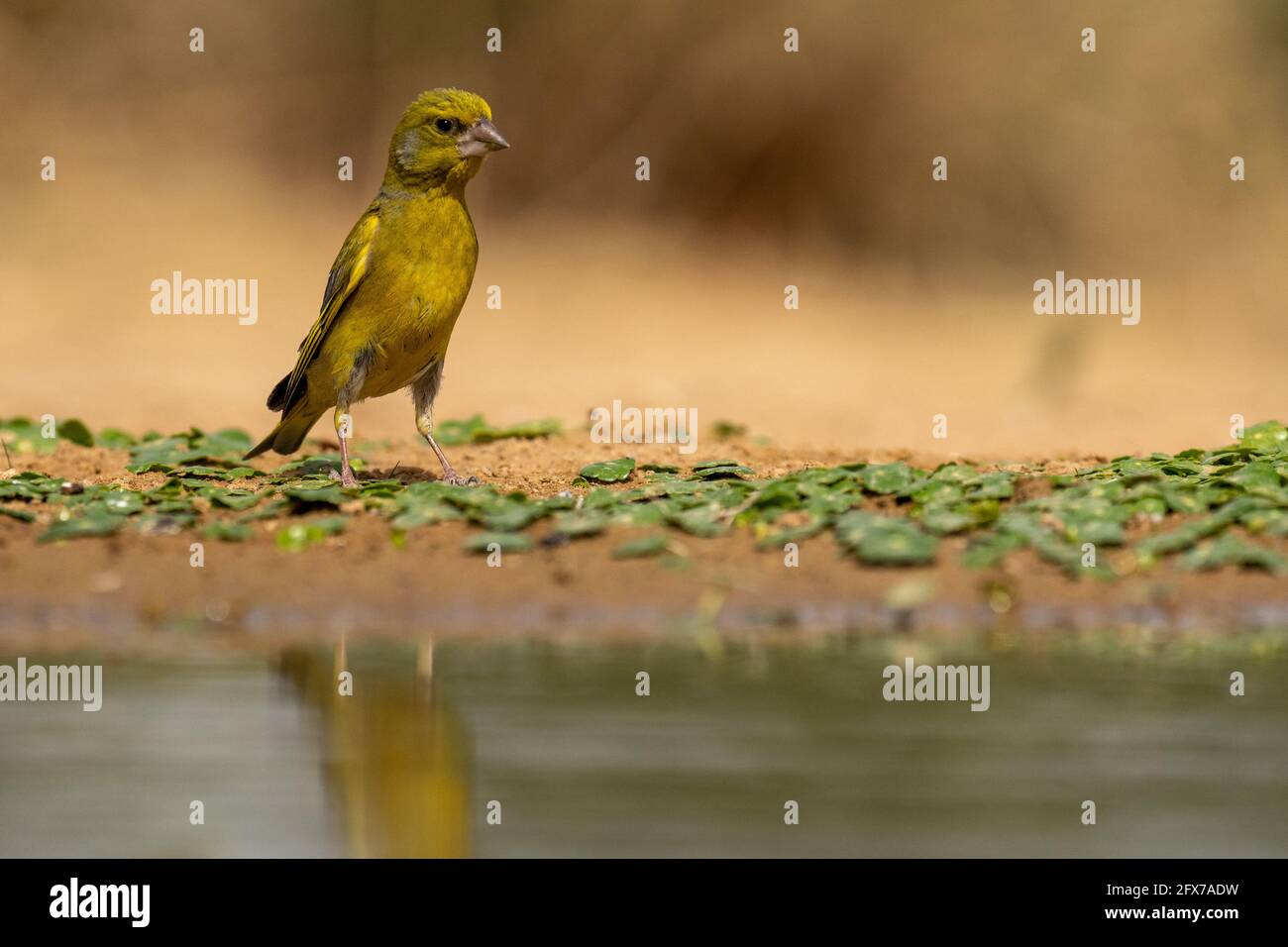 Greenfinch Europeo (Carduelis chloris) Un pequeño ave paseriforme de la familia de pinch Fringillidae. Fotografiado cerca de un charco de agua en el Negev des Foto de stock
