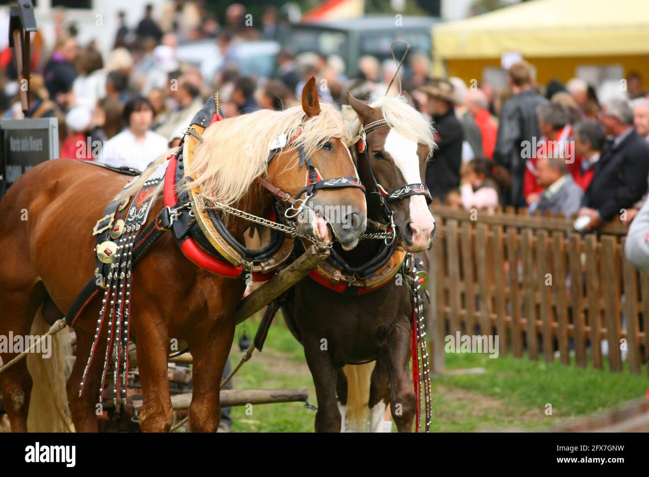 Pferde beim Trachtenumzug und Trachtenfest und Weinfest in Meran in Den Dolomitas en Südtirol en italiano Foto de stock
