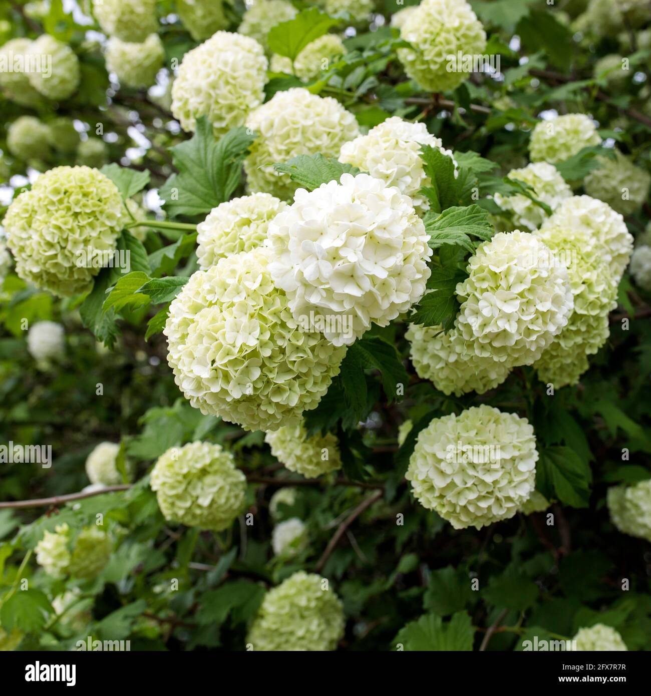Viburnum buldenezh es un arbusto ornamental de una altura de uno y medio a  tres metros. La corona de extensión es de dos a cuatro metros de ancho.  Hojas Fotografía de stock -
