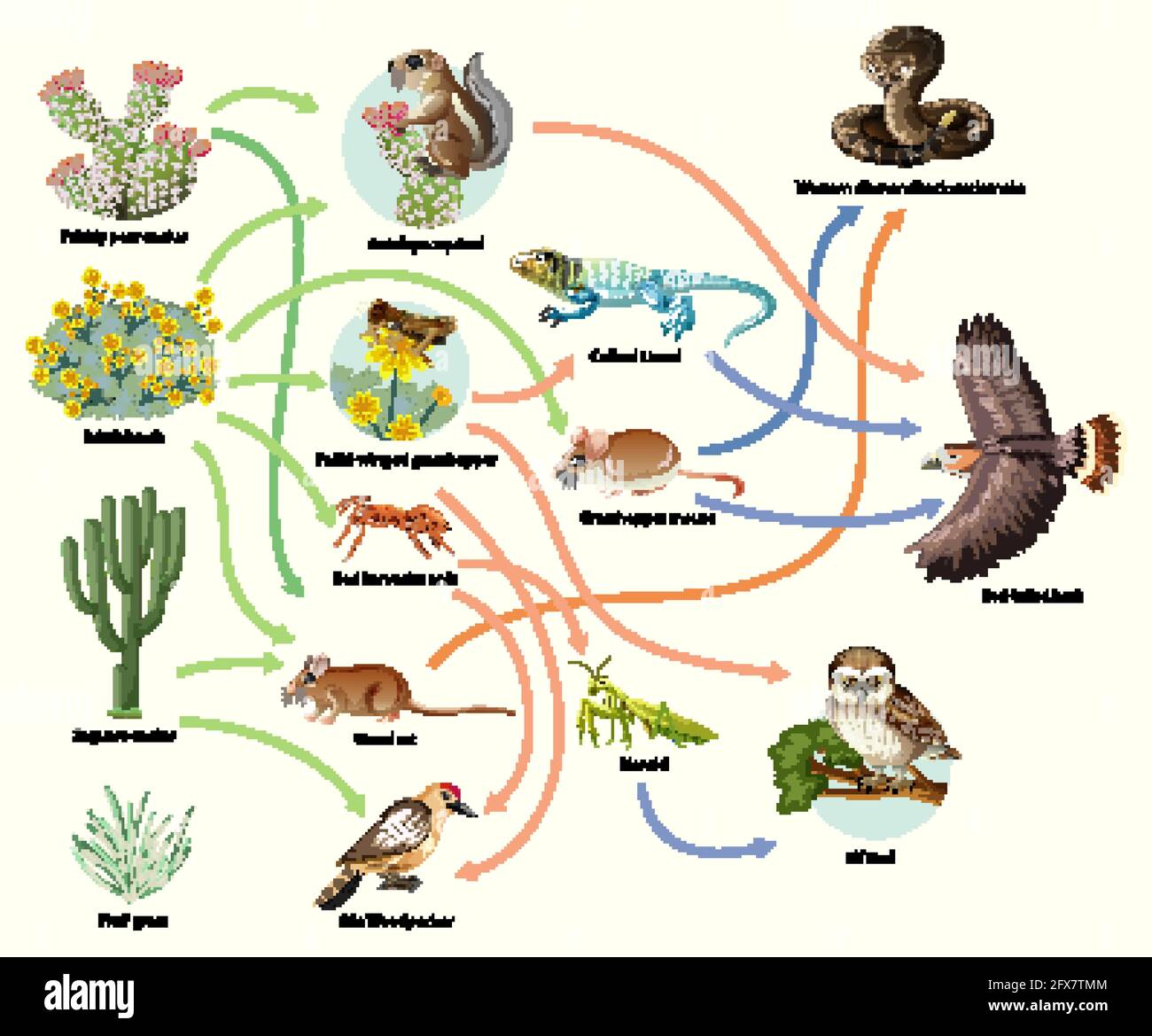 Diagrama que muestra la cadena alimentaria animal sobre una ilustración de  fondo blanco Imagen Vector de stock - Alamy