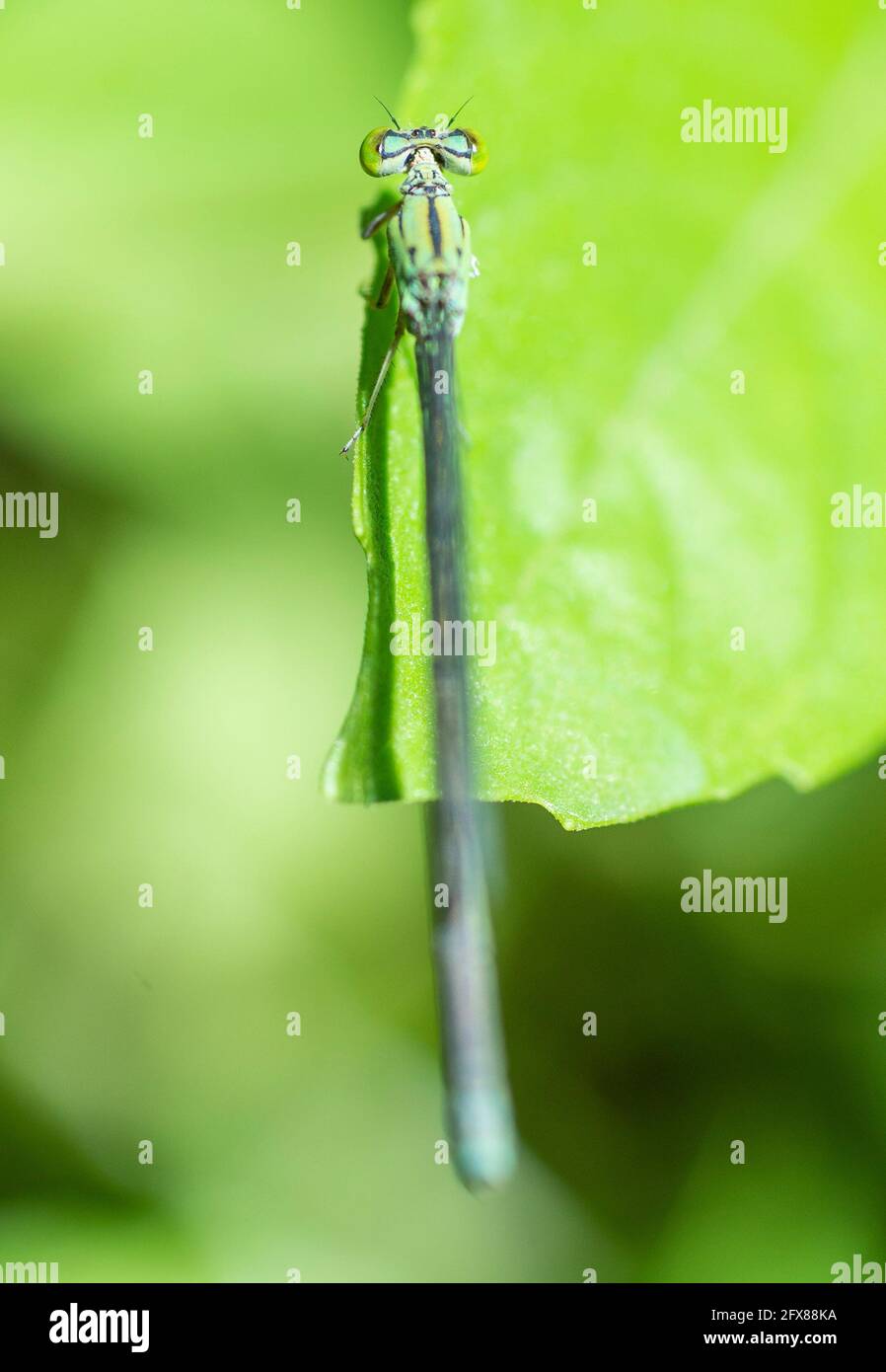 Primer plano macro detalle de cola pequeña libélula onychogomphus forcpata encendido hoja verde en el jardín Foto de stock