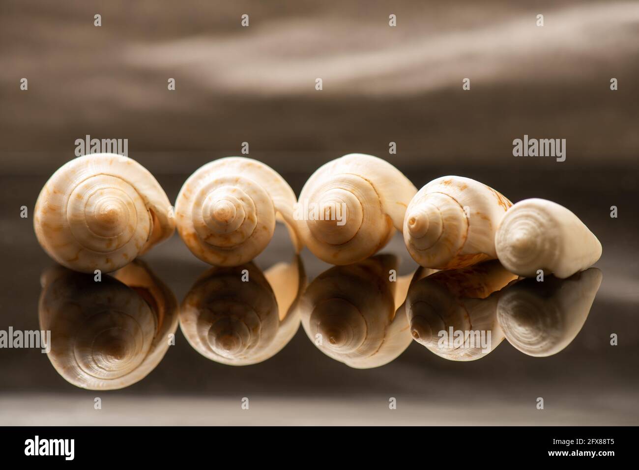 Cinco conchas alineadas sobre una superficie reflectante Foto de stock