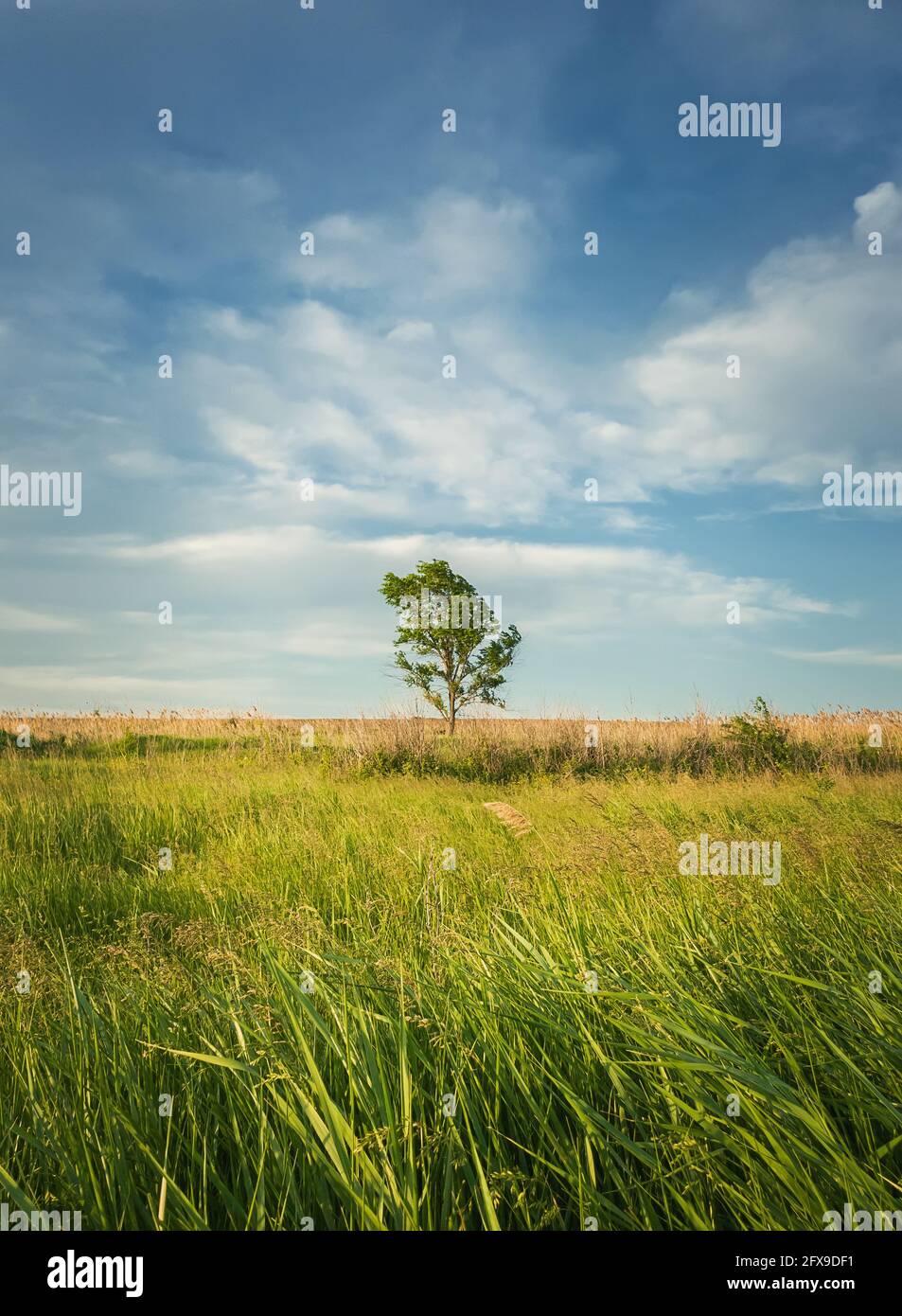 Pintoresco paisaje veraniego con un árbol solitario en el campo rodeado de vegetación de caña. Tierra vacía, idílica escena rural de la naturaleza. Campo estacional Foto de stock