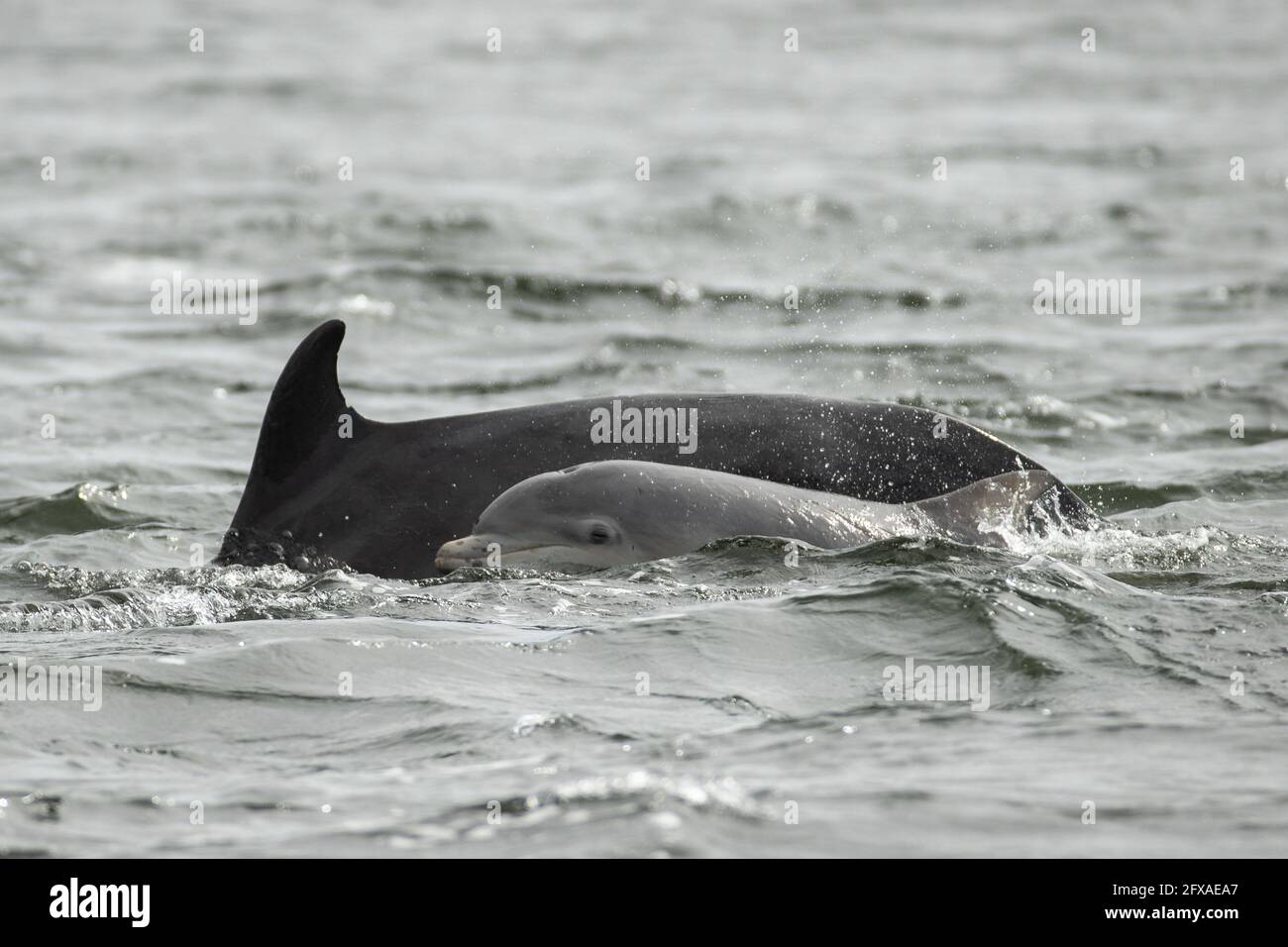 Delfín nariz de botella - Moray Población de primera Foto de stock