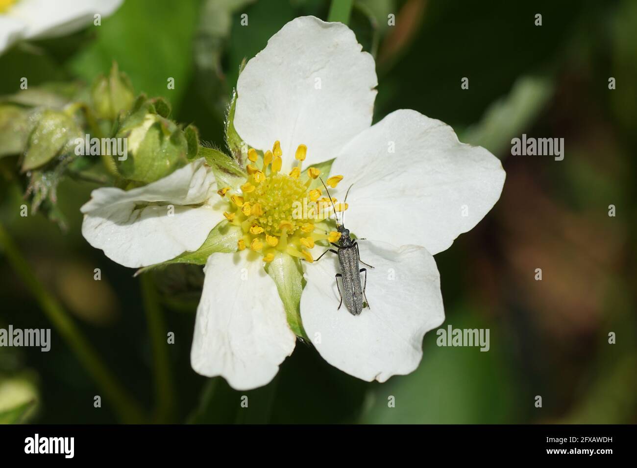 Escarabajo pequeño Oedemera lurida u Oedemera virescens, familia Oedemeridae (escarabajos falsos, escarabajos que alimentan el polen). En la flor de la fresa, Foto de stock