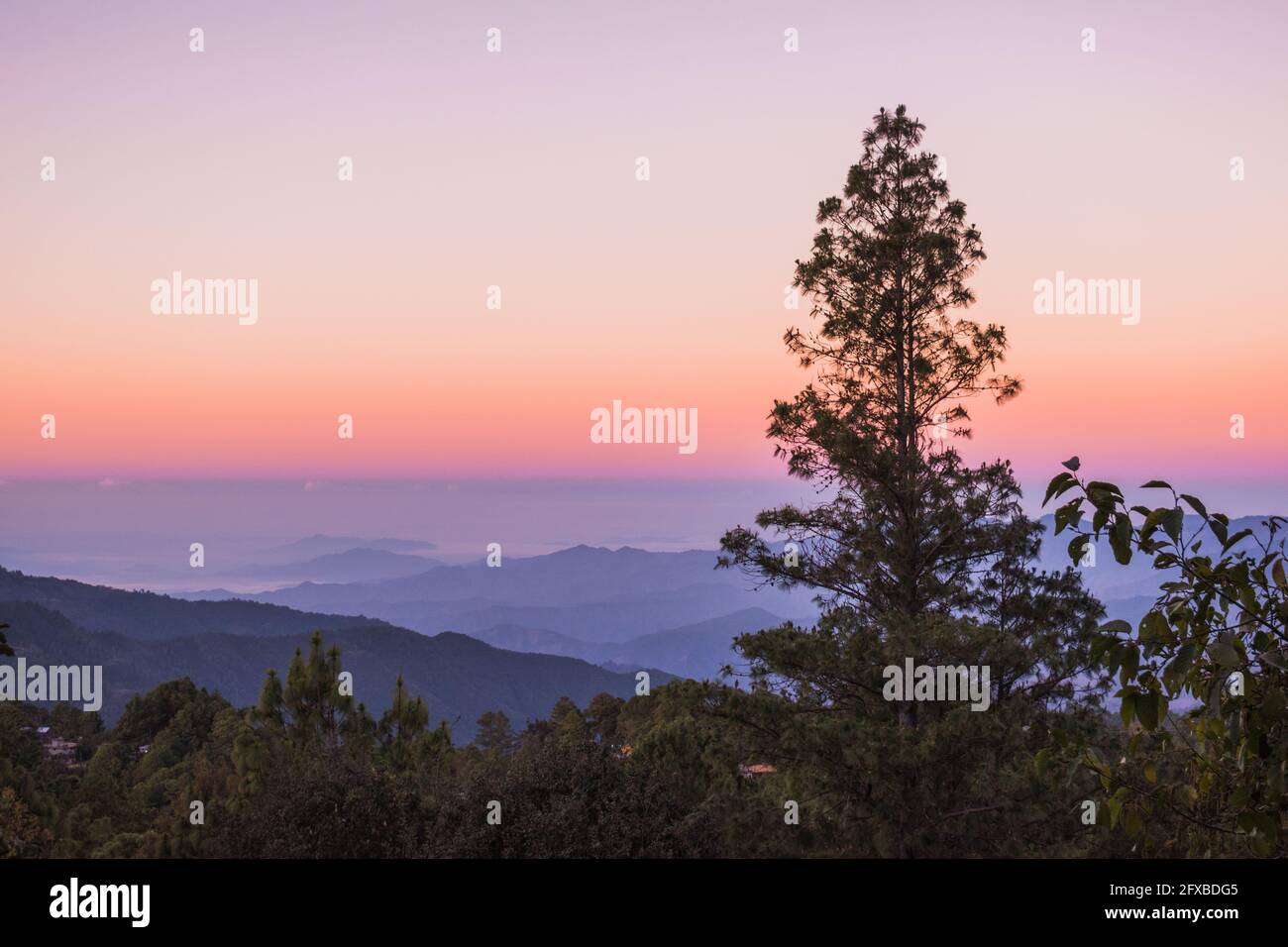 Salida del sol sobre San José del Pacífico. Un claro cielo púrpura, rosa y naranja sobre montañas onduladas, detrás de un pino y un bosque montano. Foto de stock