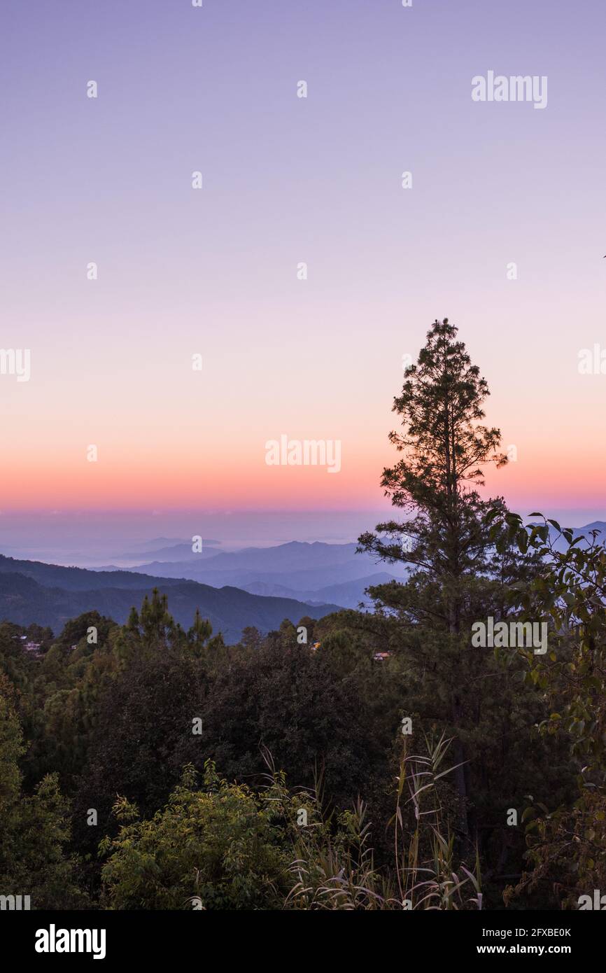 Salida del sol sobre San José del Pacífico. Un claro cielo púrpura, rosa y naranja sobre montañas onduladas, detrás de un pino y un bosque montano. Foto de stock
