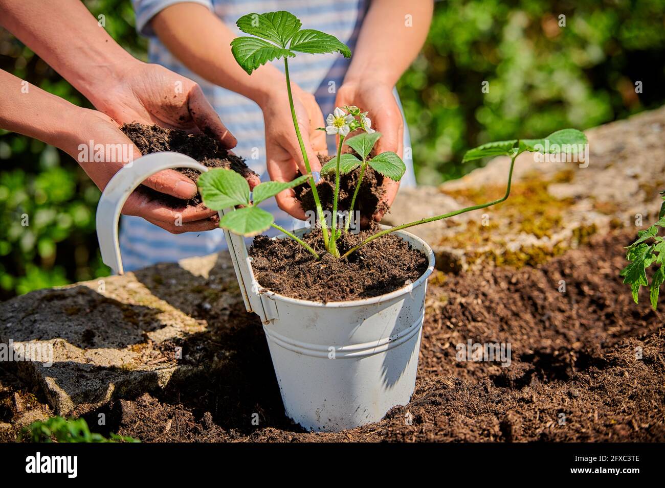 Madre con hija poniendo el suelo en la olla mientras plantando la planta de fresa en el jardín Foto de stock