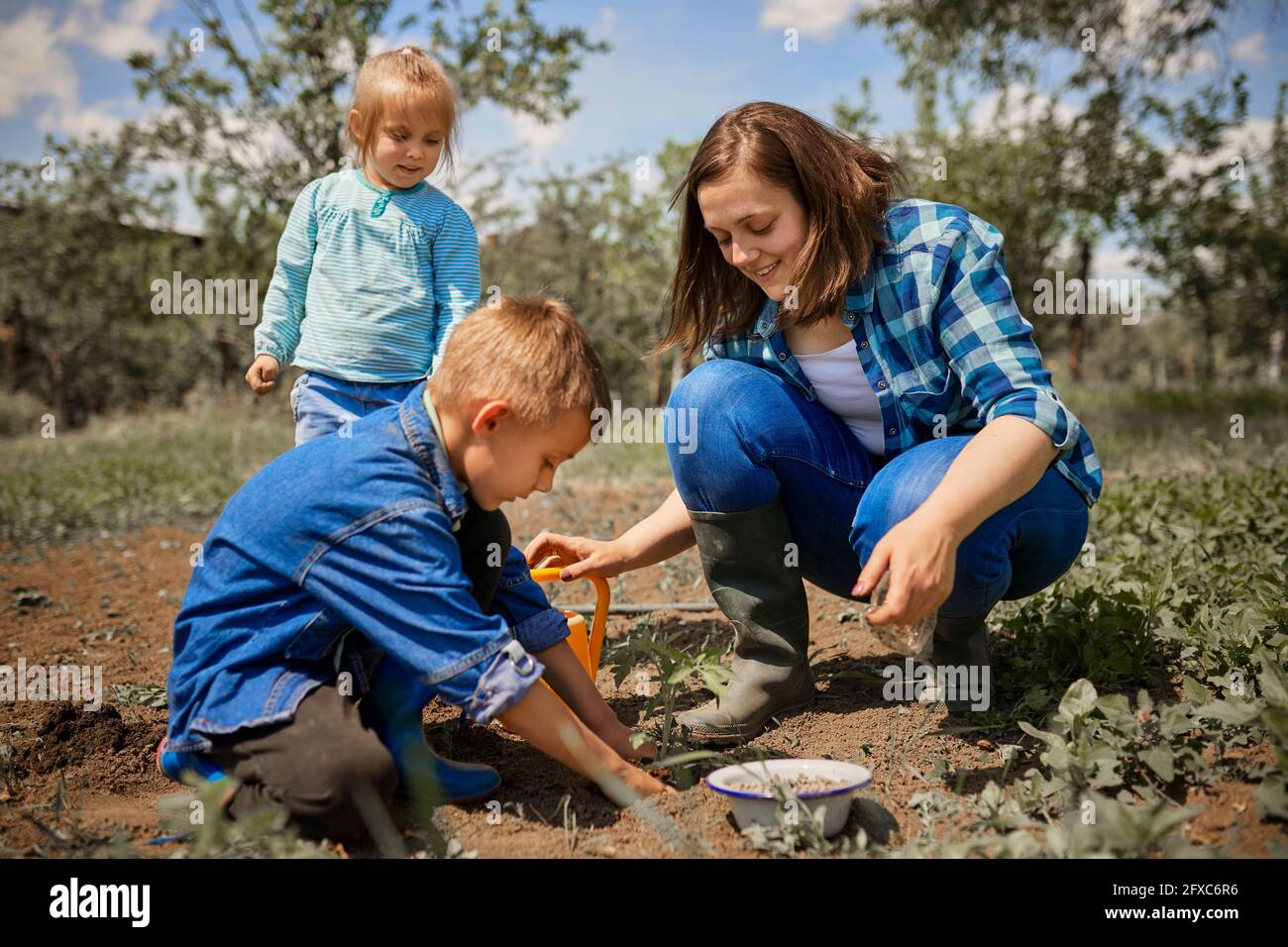 Hijo plantando plantones de tomate con madre y hermana en el patio trasero Foto de stock