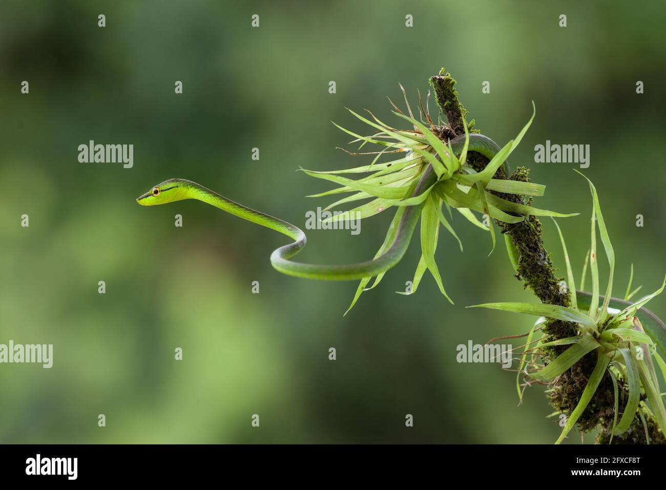 La serpiente de nariz corta - Oxybelis brevirostris, es una serpiente arbórea que prey principalmente en ranas y lagartos de árbol. Foto de stock