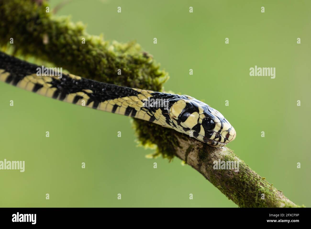 La serpiente de rata del tigre, Spilotes pullatus, es una serpiente no venenosa que se encuentra desde México hasta el centro de Sudamérica. Puede crecer hasta 14 pies de longitud. Foto de stock