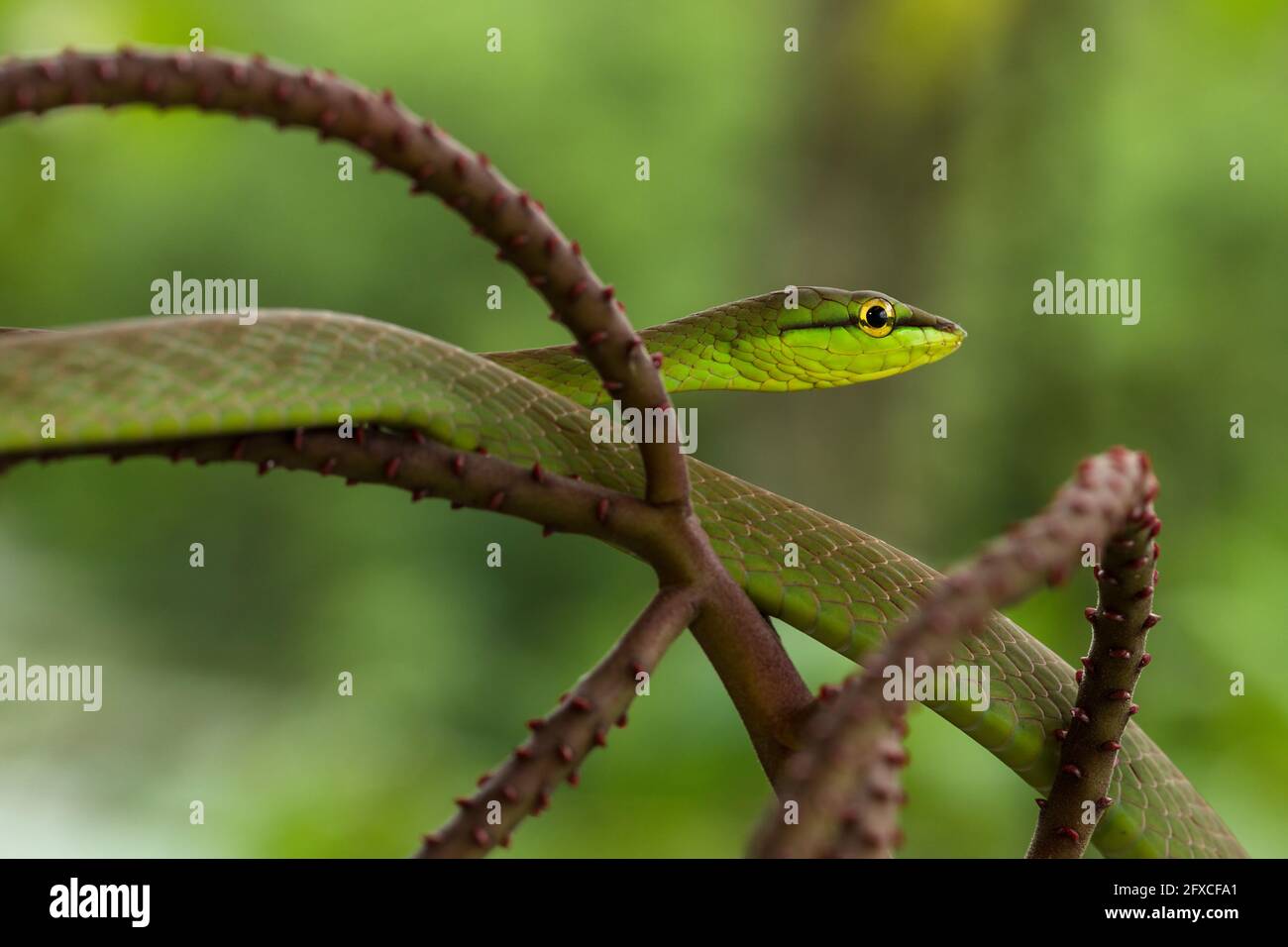 La serpiente de nariz corta - Oxybelis brevirostris, es una serpiente arbórea que prey principalmente en ranas y lagartos de árbol. Foto de stock
