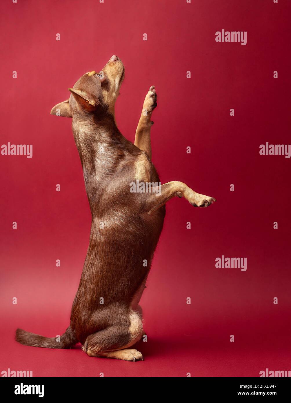 perro chihuahua marrón y caramelo sobre fondo rojo Foto de stock