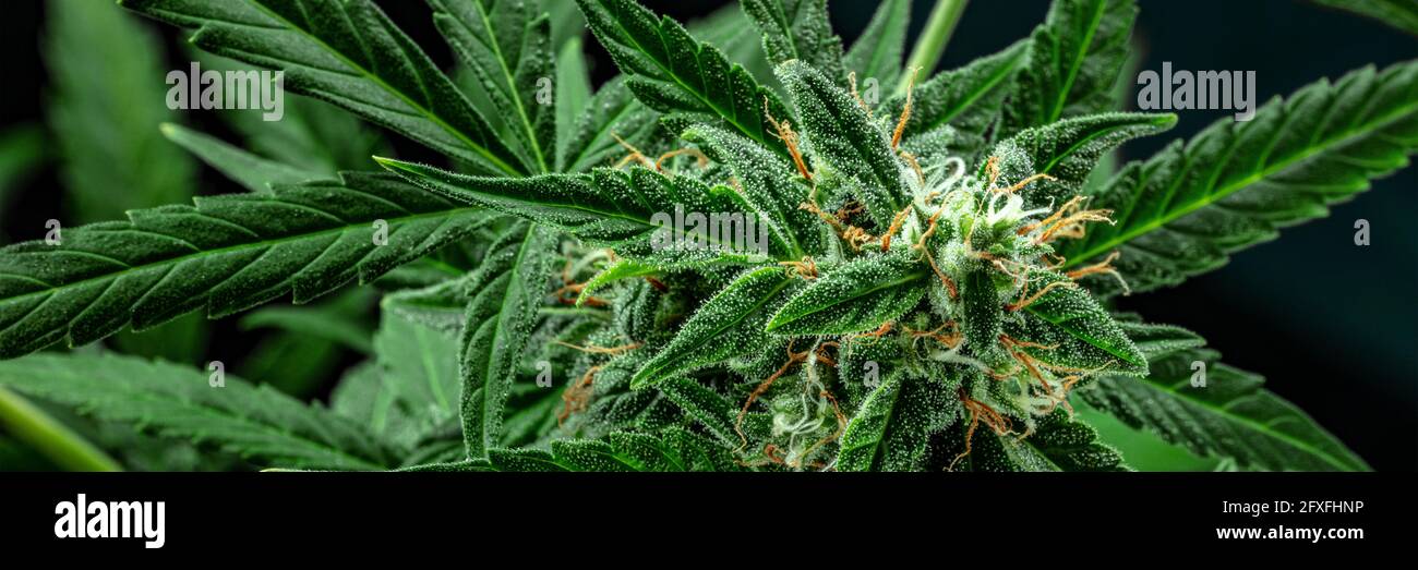 Panorama de la planta de cannabis. Cosecha de marihuana. Flores con estigmas amarillos y hojas con tricomas. Cultivo de cannabis con fines medicinales Foto de stock