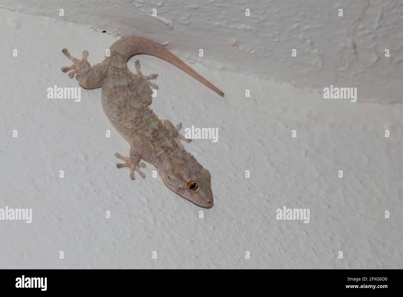 Salamandra aferrada a una pared blanca esperando a cazar a algunos presa Foto de stock