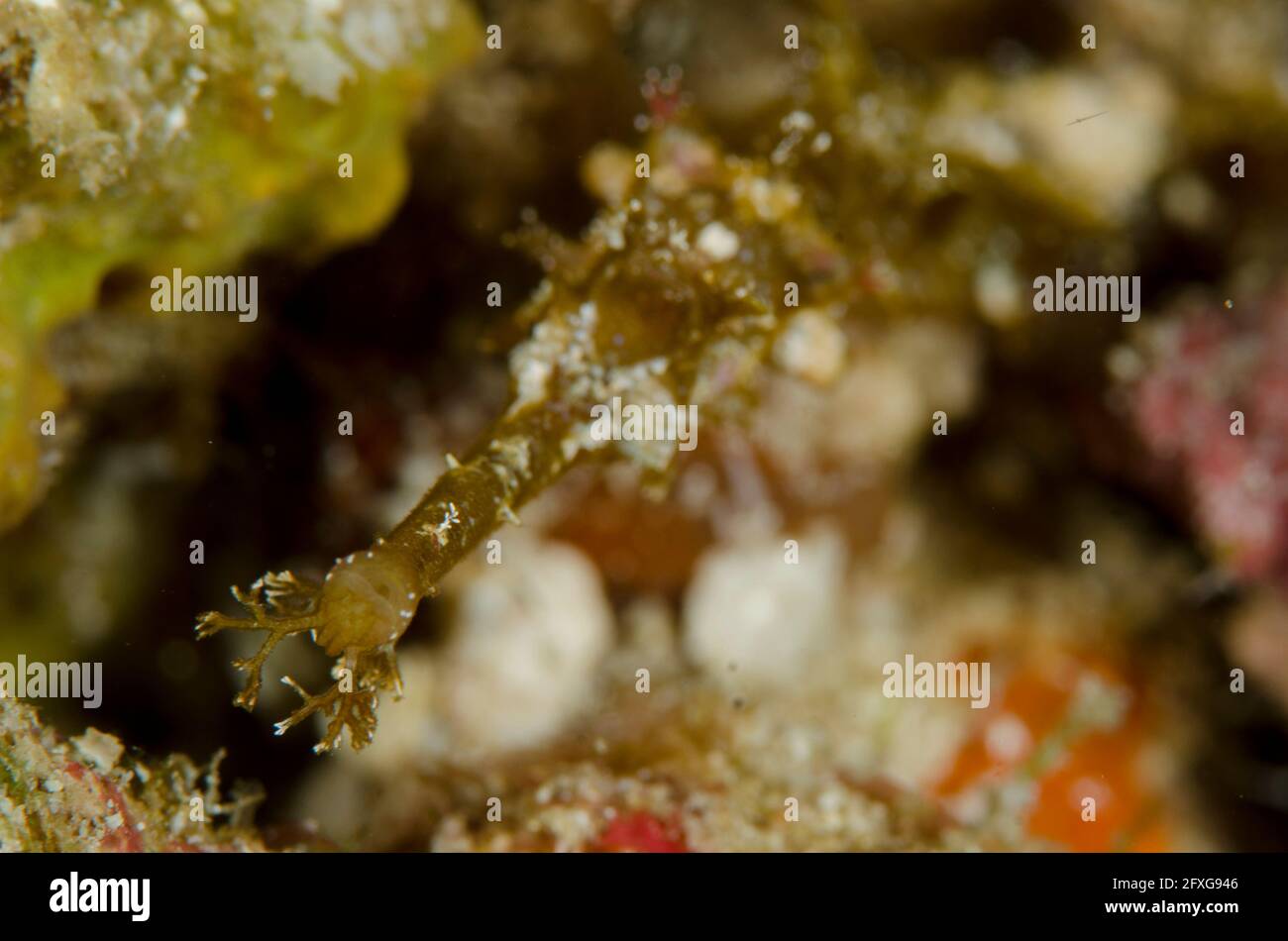 Pez mar con whisky, Halicampus macrorhynchus, sitio de buceo Mansuar Point East, isla Yanbuba, estrecho de Dampier, Raja Ampat, Papúa Occidental, Indonesia Foto de stock